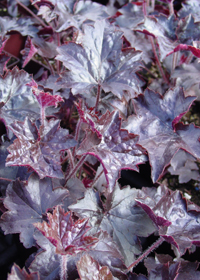 Heuchera 'Blackout'